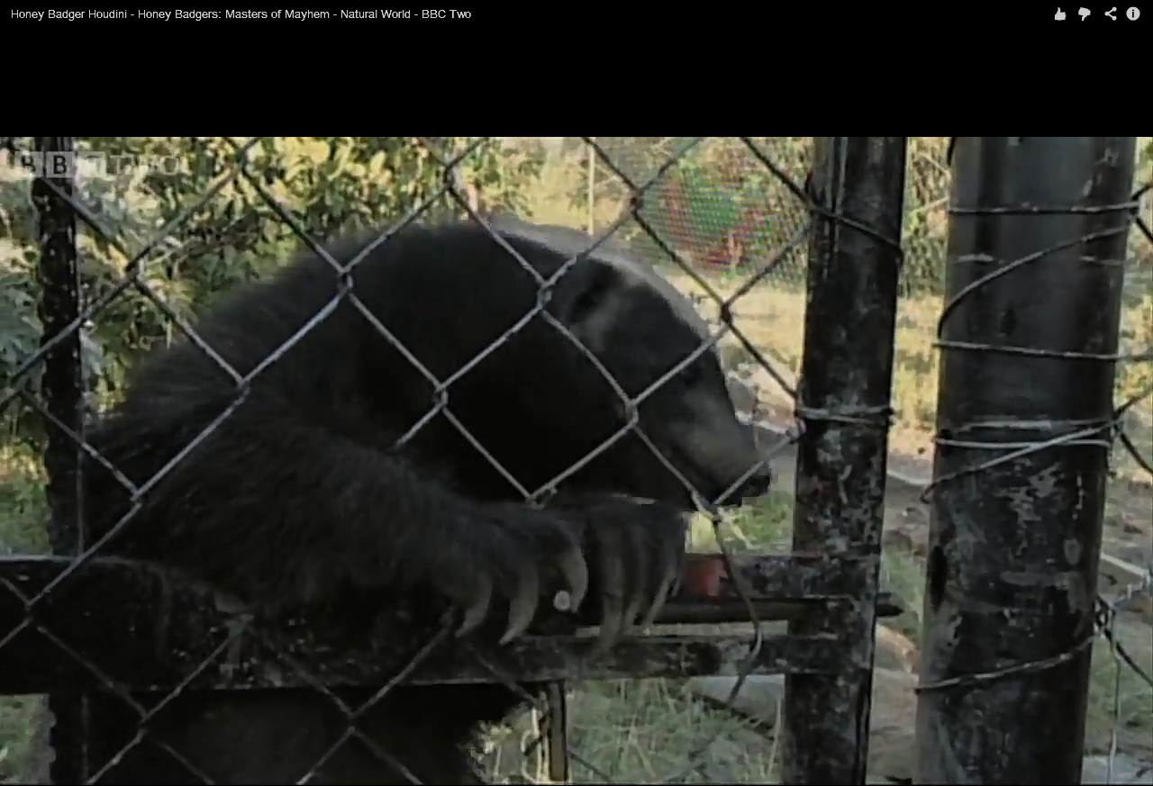 Great Escapes Amazing Honey Badger Can